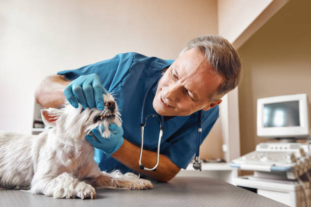 Best Emergency Dental Care for Abscessed Tooth in Marion, VA